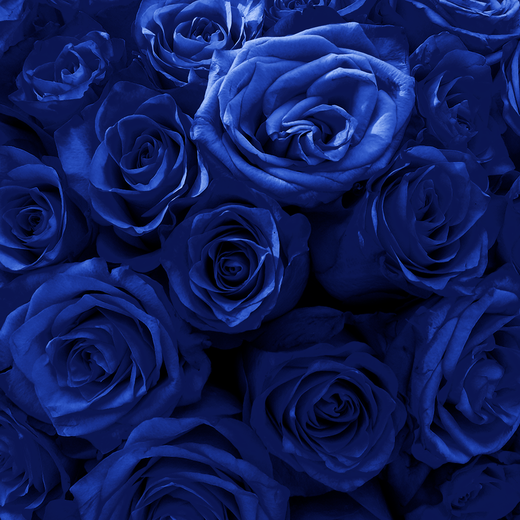 Heart Rose Box | Royal Blue