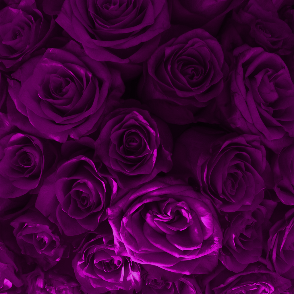 Heart Rose Box | Purple