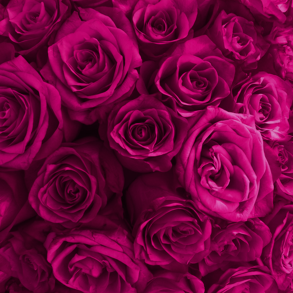 Fresh Rose Bouquet | Fuchsia