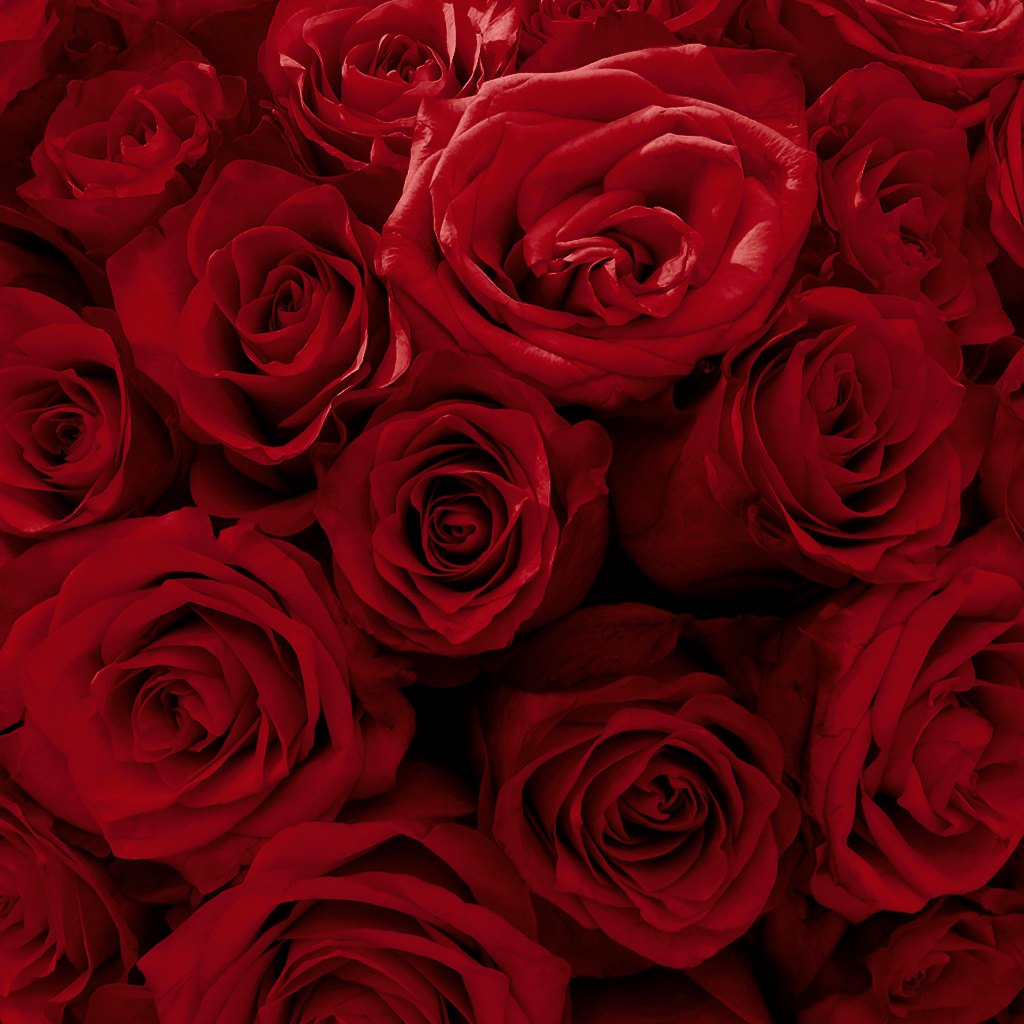 Long Lasting Rose Box | Red