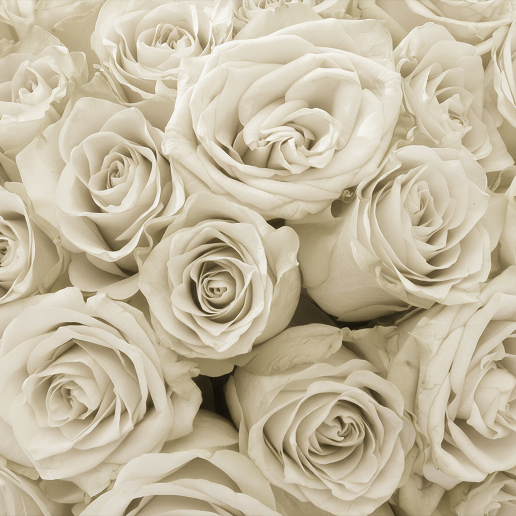 Fresh Rose Bouquet | White